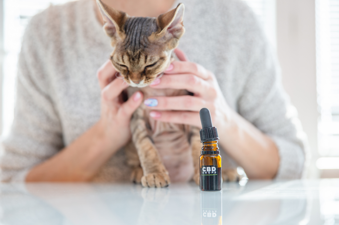 CBD for Pet Anxiety: A Calming Companion for Your Furry Friend