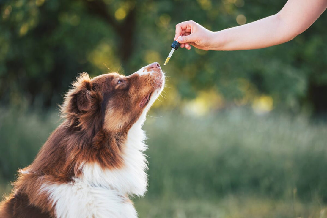 CBD to Alleviate Pet Anxiety: A Soothing Support for Your Four-Legged Companion